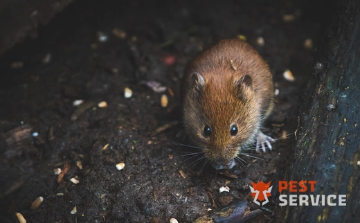 Дератизация в Жуковском